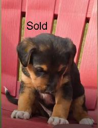 puppies for sale - Photo 8