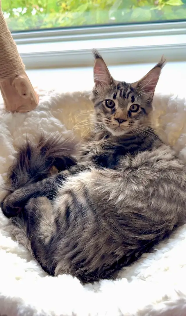 Stunning Maine Coon Kittens: Ready Now   October