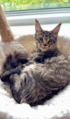 Stunning Maine Coon Kittens: Ready Now   October
