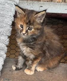 Stunning Maine Coon Kittens: Ready Now   October - Photo 3
