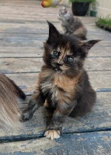 Stunning Maine Coon Kittens: Ready Now   October - Photo 4
