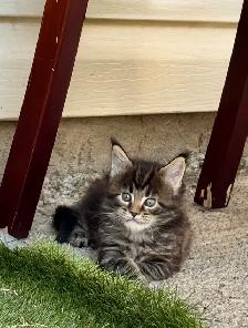 Stunning Maine Coon Kittens: Ready Now   October - Photo 7