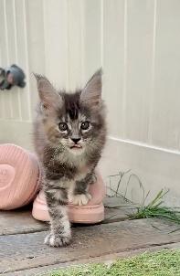 Stunning Maine Coon Kittens: Ready Now   October - Photo 8