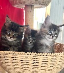 Stunning Maine Coon Kittens: Ready Now   October - Photo 10
