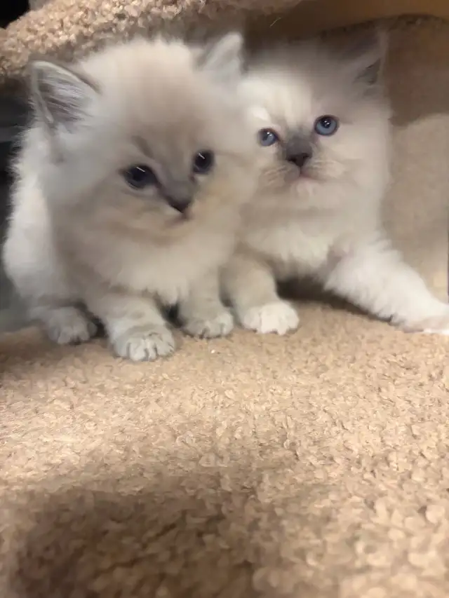 Chaton  Himalayen/ Ragdol