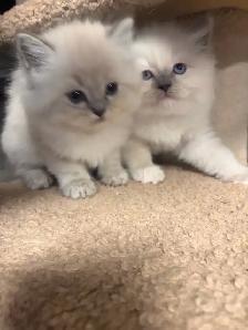 Chaton  Himalayen/ Ragdol