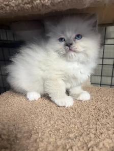 Chaton  Himalayen/ Ragdol - Photo 2