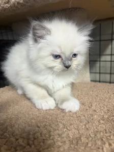 Chaton  Himalayen/ Ragdol - Photo 3