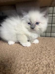 Chaton  Himalayen/ Ragdol - Photo 4