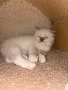 Chaton  Himalayen/ Ragdol - Photo 5