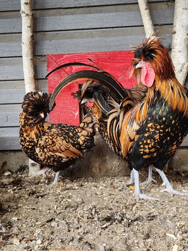 Poule polonaises doré ( poulettes ou poussins ou oeufs féconds )