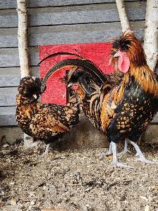 Poule polonaises doré ( poulettes ou poussins ou oeufs féconds )