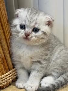 ❤️Amazing Purebred Scottish/British shorthair kittens❤️ - Photo 2