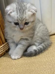 ❤️Amazing Purebred Scottish/British shorthair kittens❤️ - Photo 3
