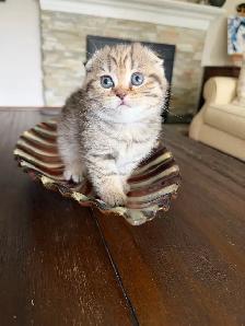 ❤️Amazing Purebred Scottish/British shorthair kittens❤️ - Photo 4