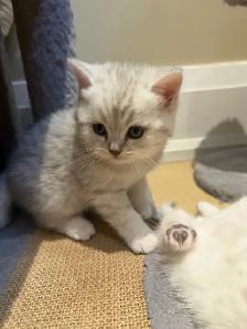 ❤️Amazing Purebred Scottish/British shorthair kittens❤️ - Photo 6