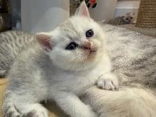 ❤️Amazing Purebred Scottish/British shorthair kittens❤️ - Photo 8