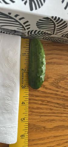 CUCUMBERS
