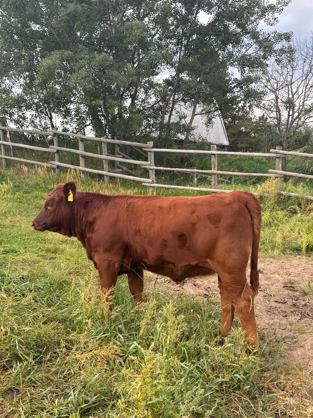 Gelbvieh heifer
