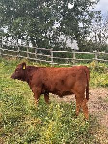 Gelbvieh heifer