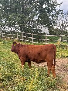 Gelbvieh heifer - Photo 2