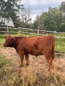 Gelbvieh heifer - Photo 3