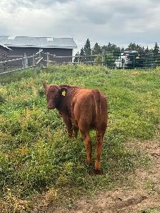 Gelbvieh heifer - Photo 4