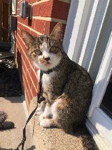 Looking to Re-Home Very Sweet Young Female Cat - Photo 3