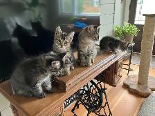 Siberian/Bengal Kittens