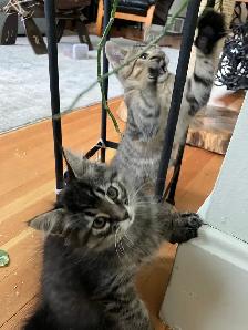 Siberian/Bengal Kittens - Photo 2