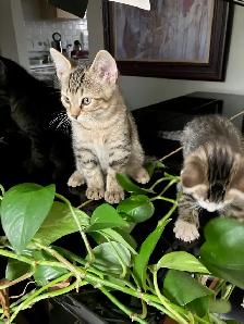 Siberian/Bengal Kittens - Photo 3