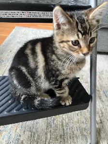Siberian/Bengal Kittens - Photo 4