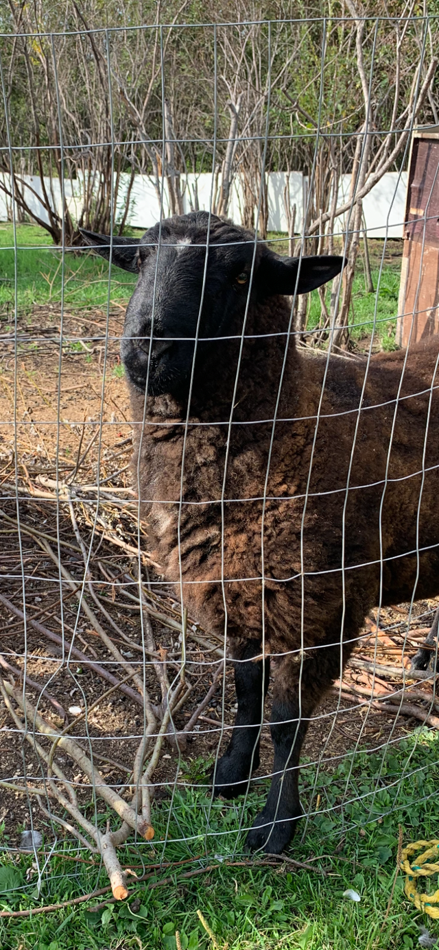 Katahdin/Dorper Cross Ram