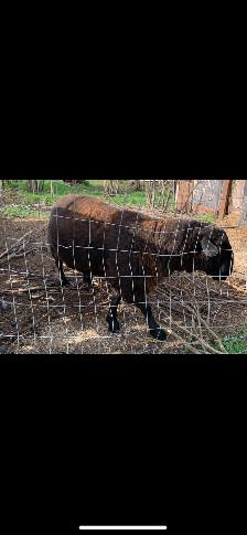 Katahdin/Dorper Cross Ram - Photo 2