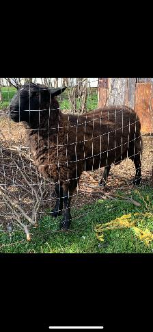 Katahdin/Dorper Cross Ram - Photo 4