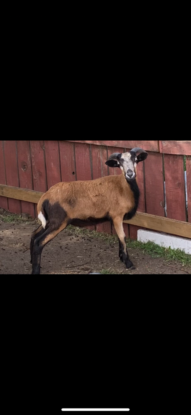 American Black Belly Ram Lamb