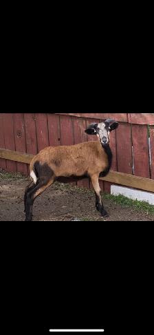 American Black Belly Ram Lamb