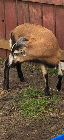 American Black Belly Ram Lamb - Photo 2