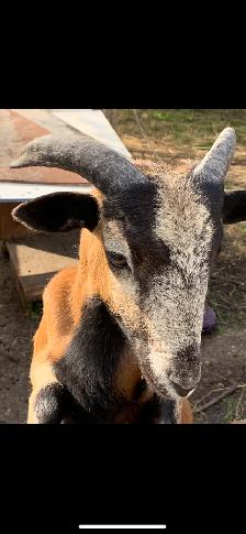 American Black Belly Ram Lamb - Photo 3