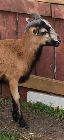 American Black Belly Ram Lamb - Photo 4