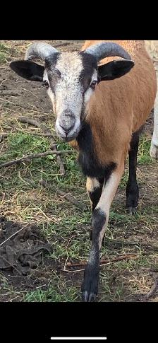 American Black Belly Ram Lamb - Photo 5