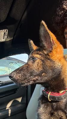 CKC Registered Female Working GSD – From Fraserglen kennels