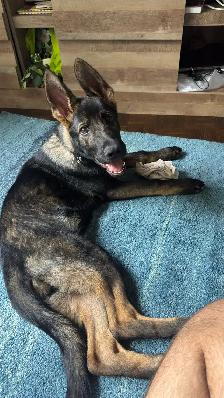 CKC Registered Female Working GSD – From Fraserglen kennels - Photo 2