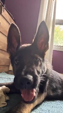 CKC Registered Female Working GSD – From Fraserglen kennels - Photo 3