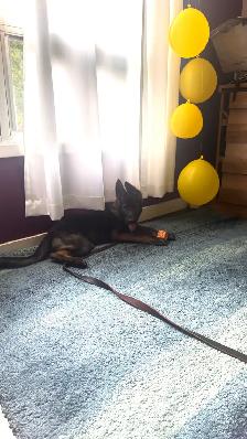 CKC Registered Female Working GSD – From Fraserglen kennels - Photo 4