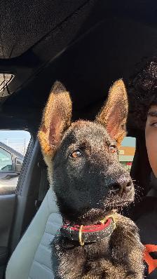 CKC Registered Female Working GSD – From Fraserglen kennels - Photo 5