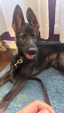 CKC Registered Female Working GSD – From Fraserglen kennels - Photo 6