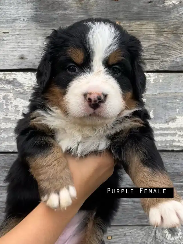 Bernese Mountain Dog Puppies