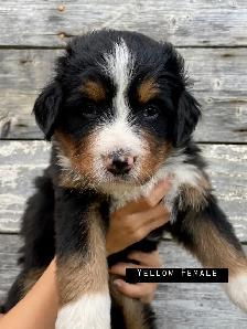Bernese Mountain Dog Puppies - Photo 2