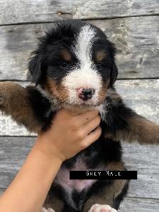 Bernese Mountain Dog Puppies - Photo 3